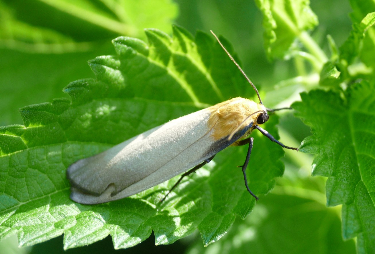 farfalla sconosciuta